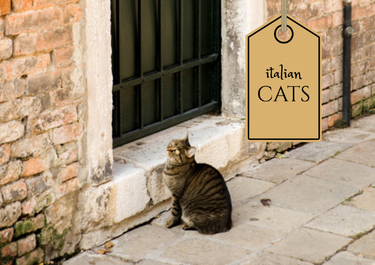 Italian Cats Mary Katherine